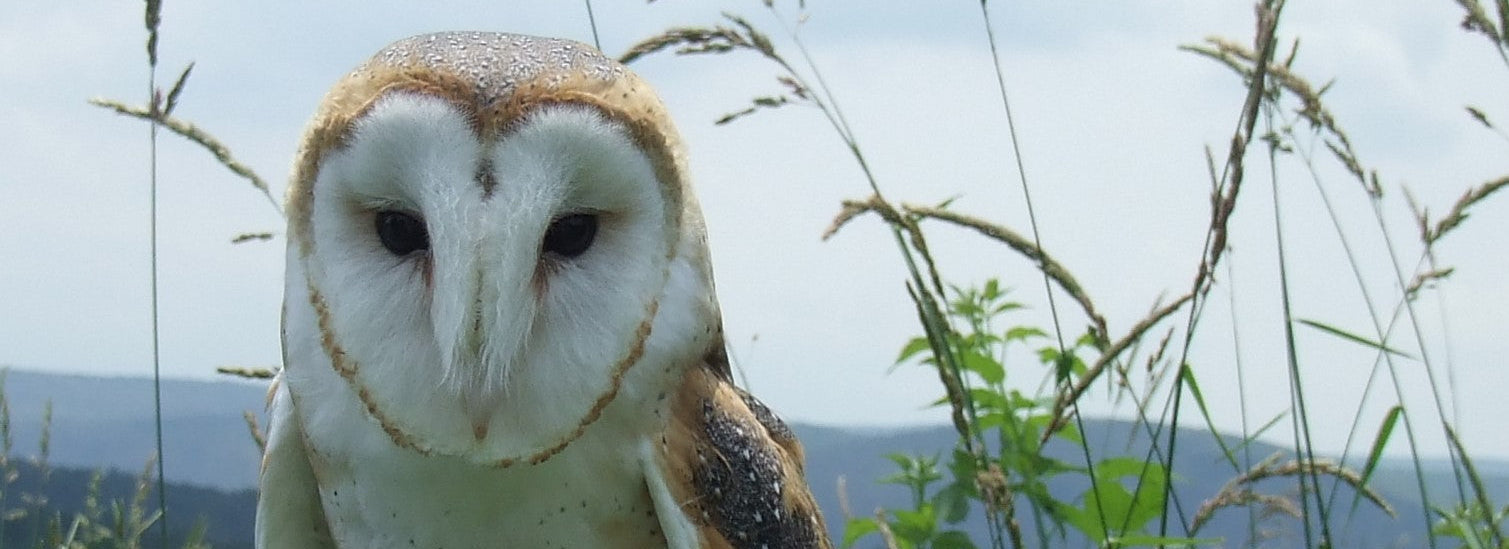 Barn owl in a natural setting with grass and sky