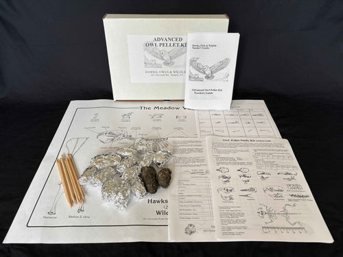 Advanced Owl Pellet Kit- Hawks, Owls & Wildlife