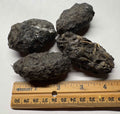 Large Owl Pellets- Hawks, Owls & Wildlife