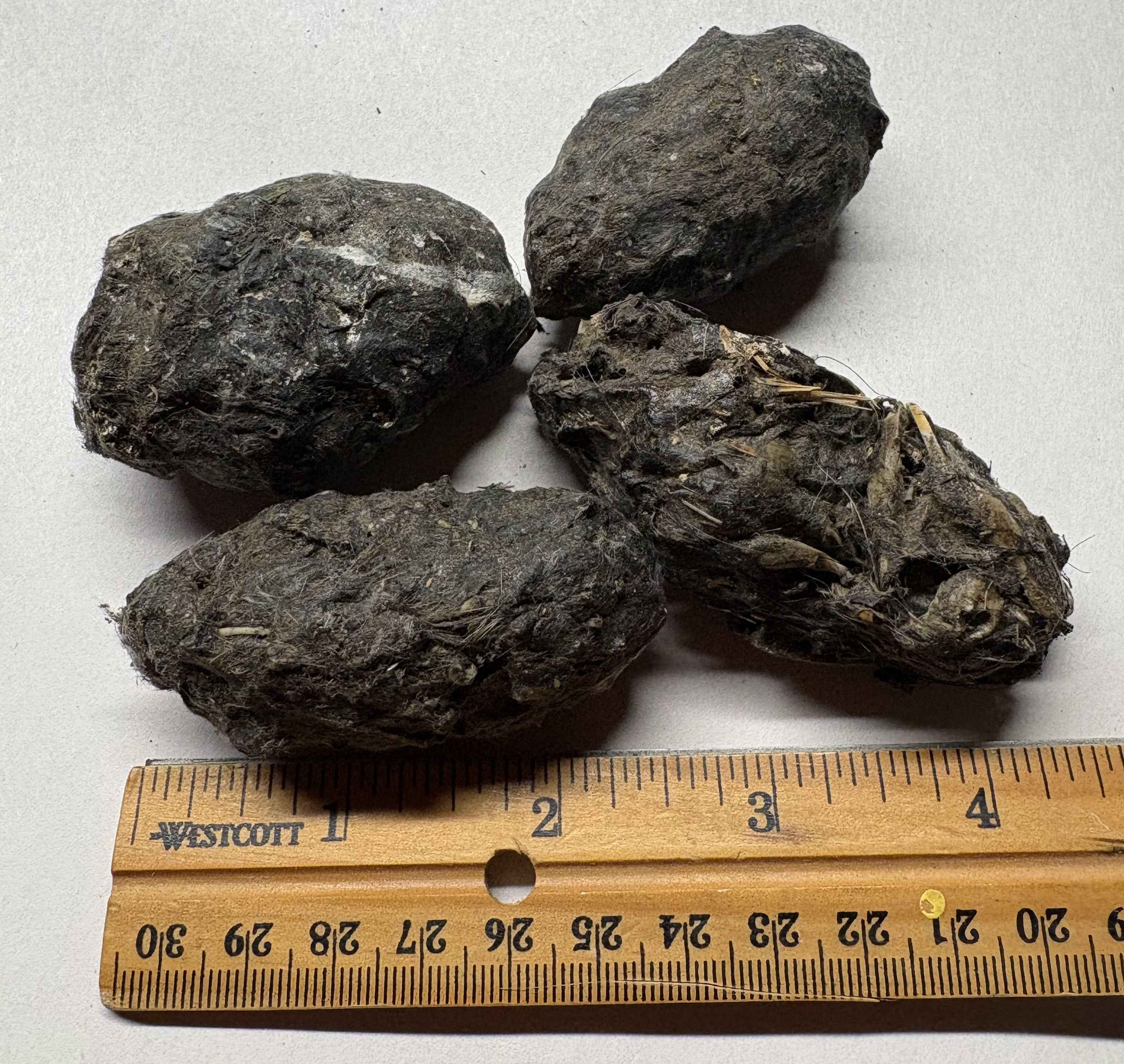Large Owl Pellets- Hawks, Owls & Wildlife