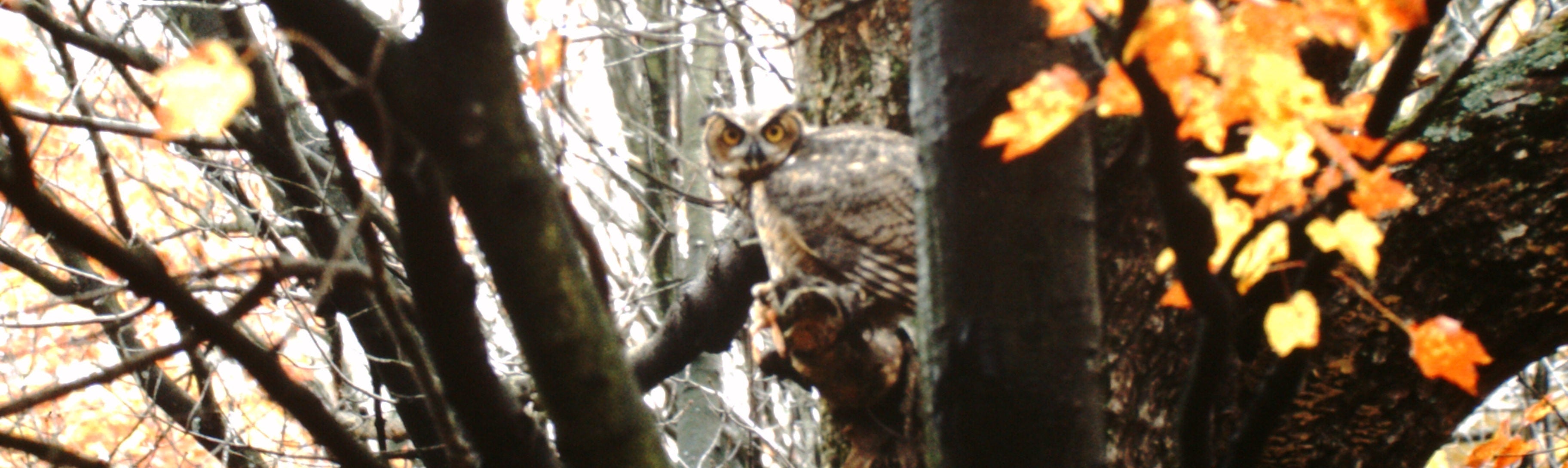 Great Horned Owl amidst fall foliage