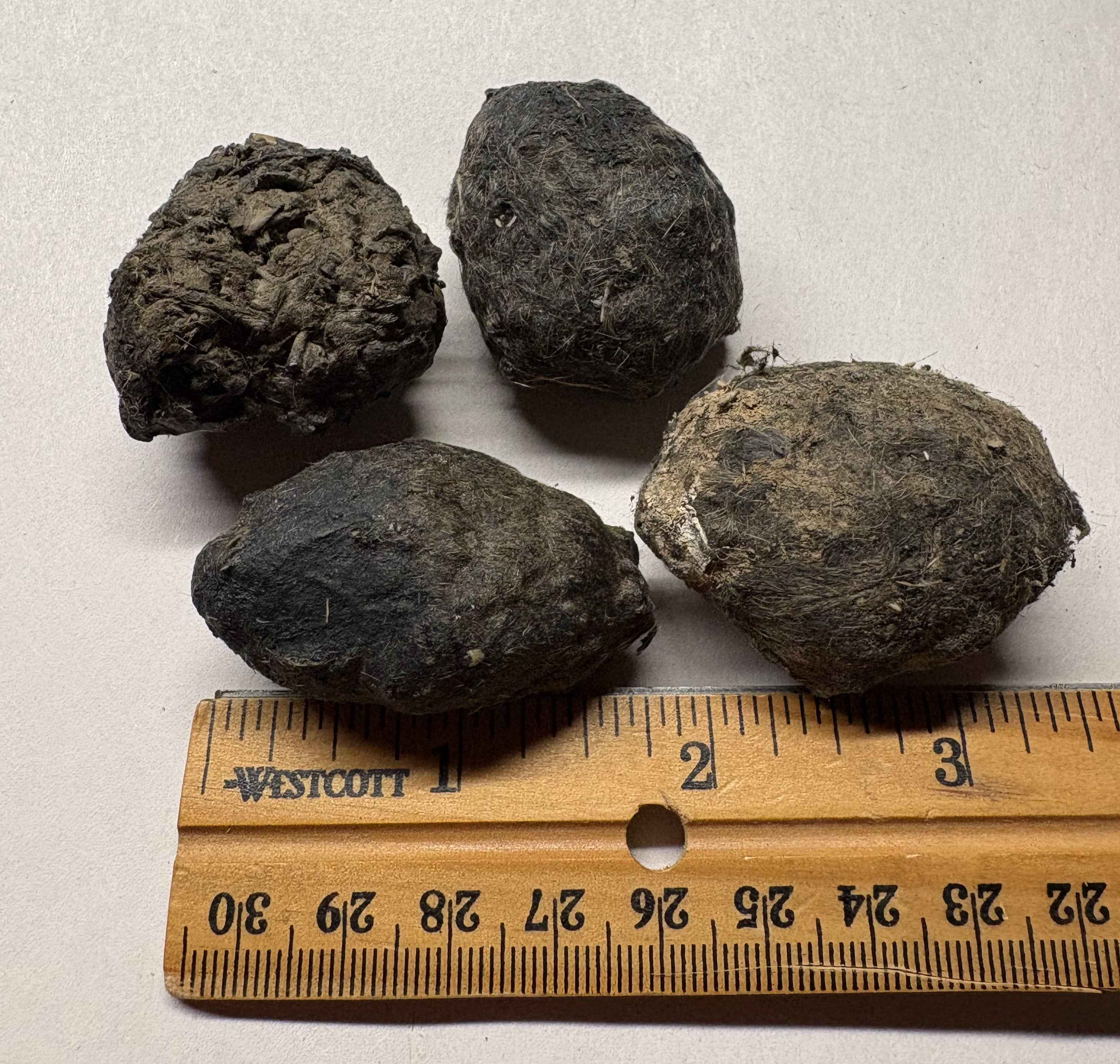 Small Owl Pellets- Hawks, Owls & Wildlife